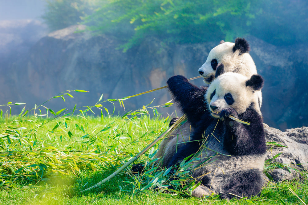 Bamboo, Panda, and Sustainability: Why Choose Moso Bamboo
