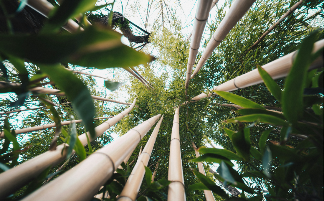 What Is Bamboo Viscose Fabric?